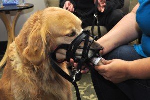 Dog Muzzle Conditioning