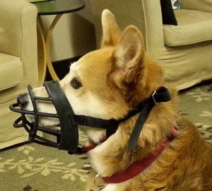 Our dog Jazz modeling a Baskerville Ultra dog muzzle