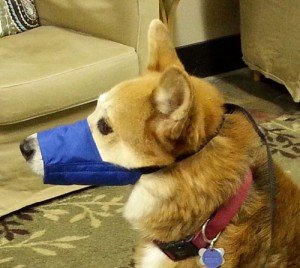 Our dog Jazz modeling a slip muzzle
