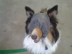 Thundercap being worn by sheltie