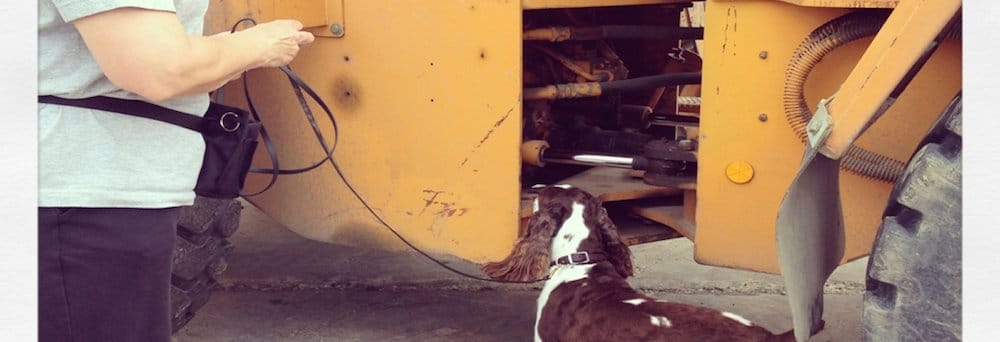 Nosework Leash Handling Workshop