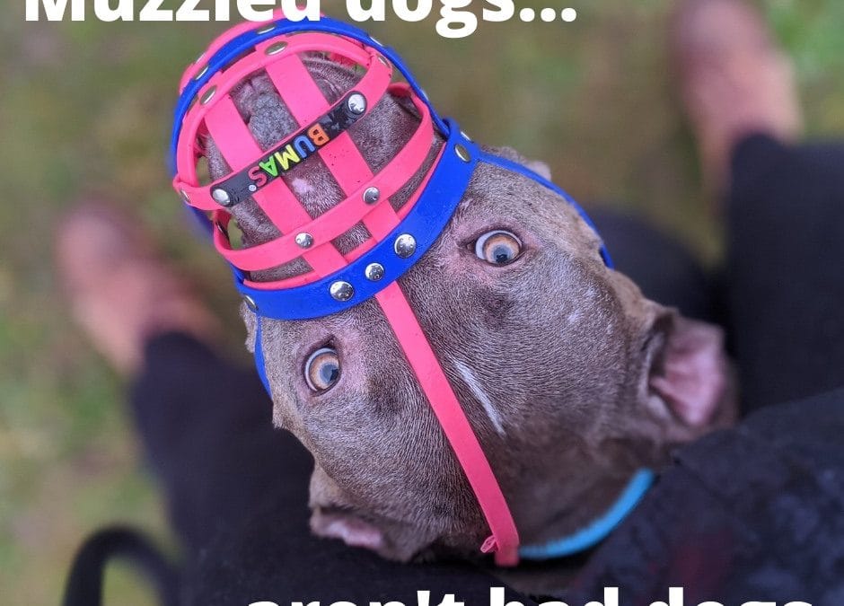 Muzzled Dogs Aren’t BAD Dogs!