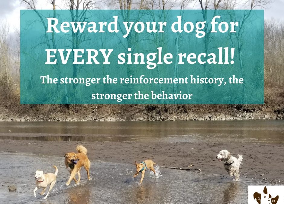 Reward Your Dog For EVERY SINGLE Recall!
