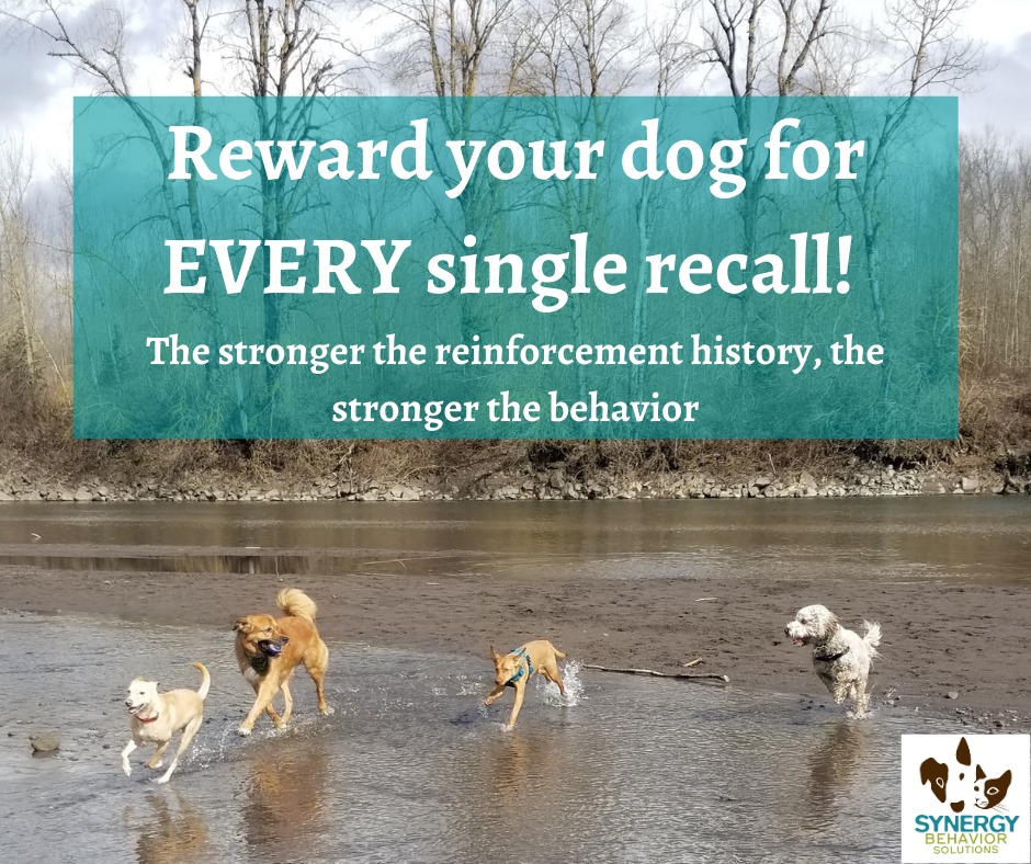 reward Your Dog for EVERY Recall