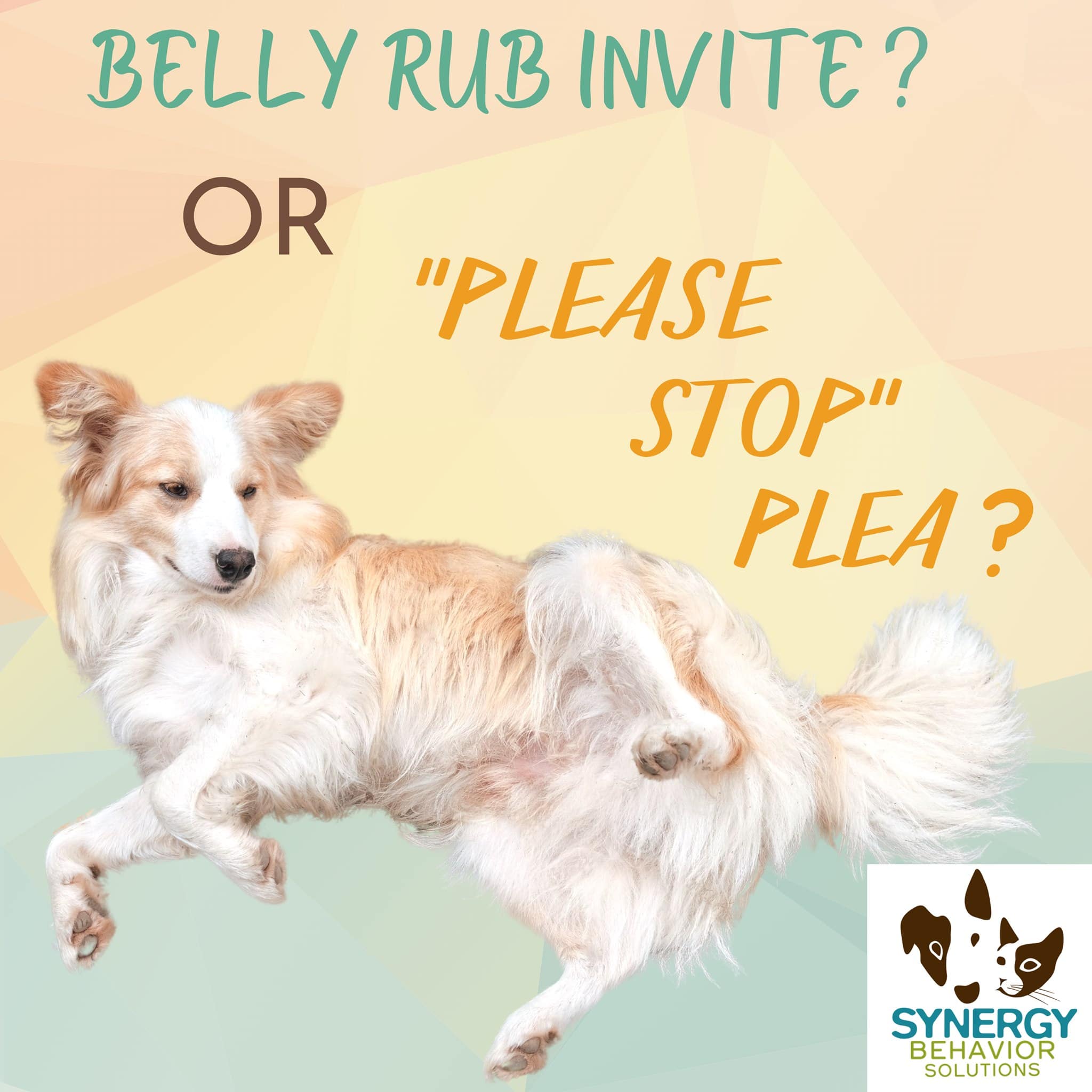 Belly Rub Invite?…Or “Please Stop!” Plea?