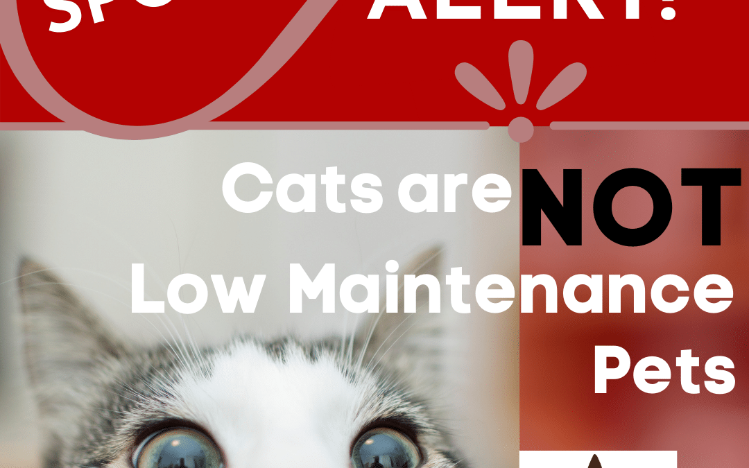Cats Are NOT Low-Maintenance Pets