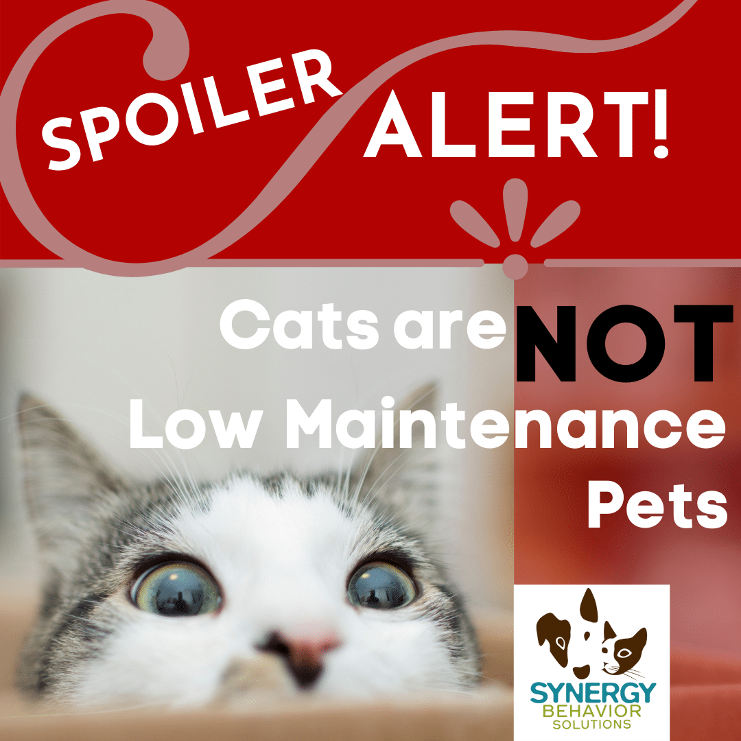 Cats Are NOT Low-Maintenance Pets