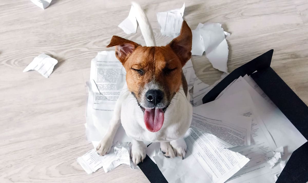 Synergy Veterinary Behavior