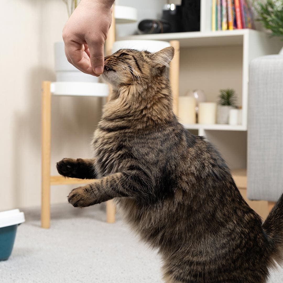 Cat Eating Treat From Owners Hand