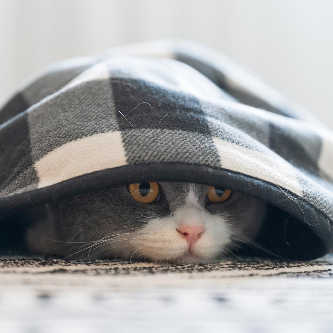 Cat Hiding Under Blanket
