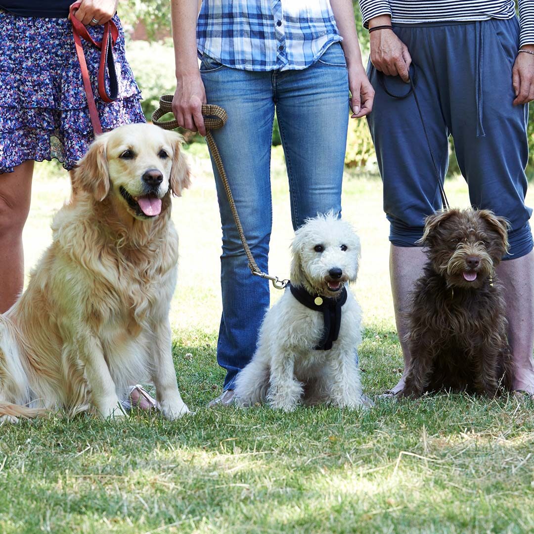 Group Dog Training