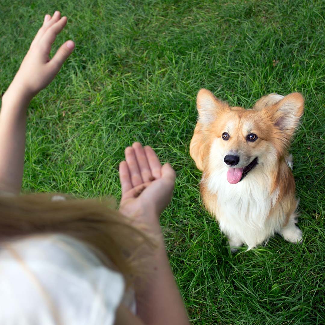 Individual Dog Training